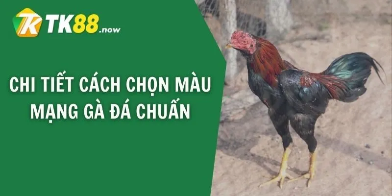 Chi tiết cách chọn màu mạng gà đá chuẩn